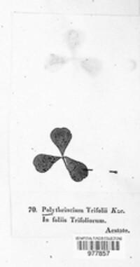 Polythrincium trifolii image